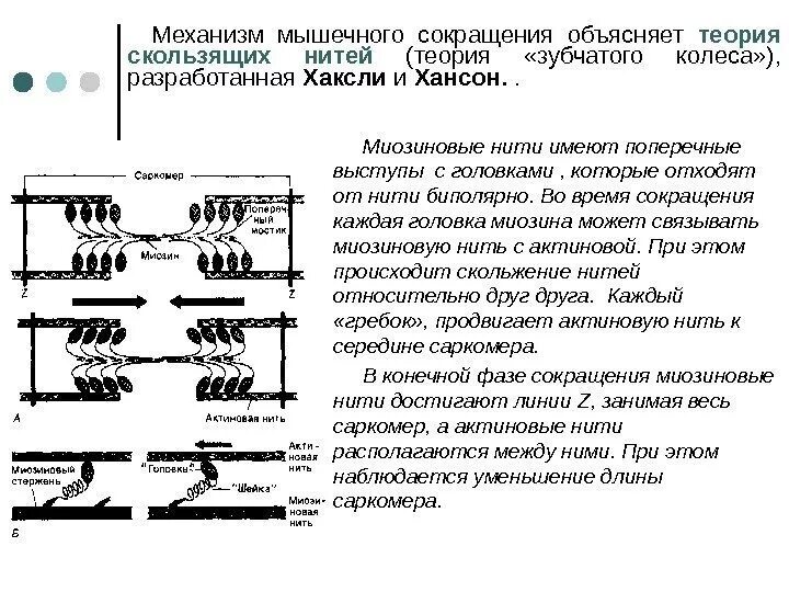 Мышечное сокращение состоит из