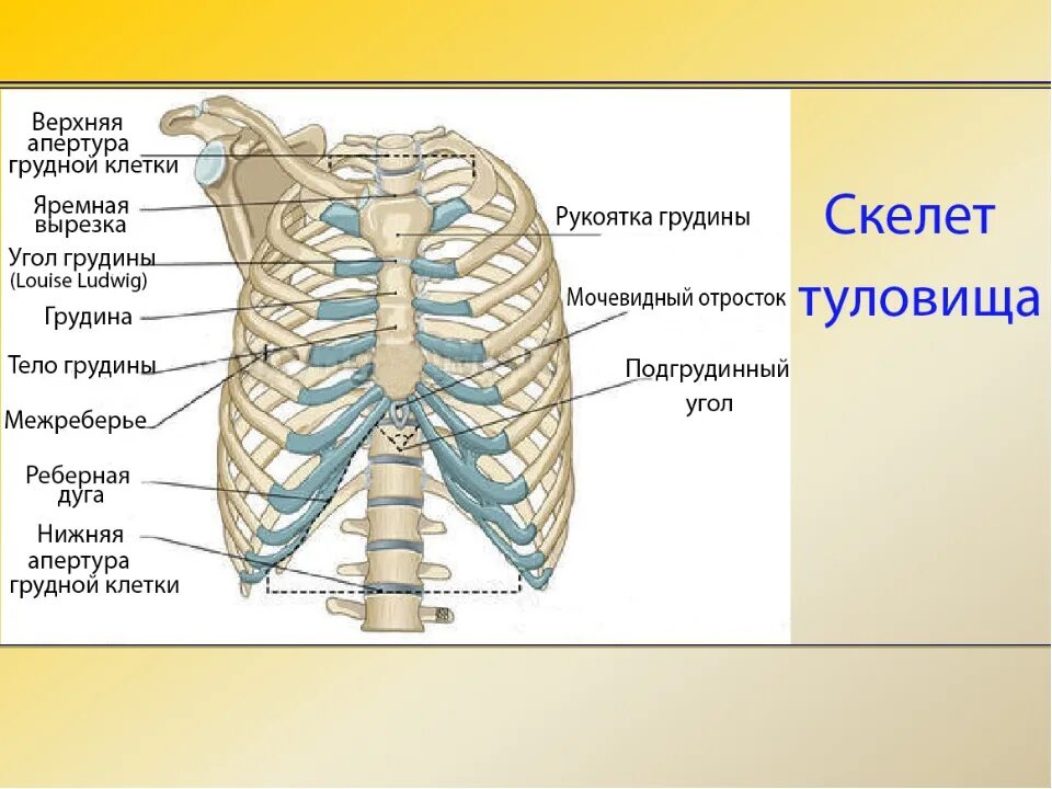 Строение грудной клетки спереди. Скелет человека анатомия грудной отдел. Строение скелета туловища человека анатомия. Скелет грудной клетки спереди.