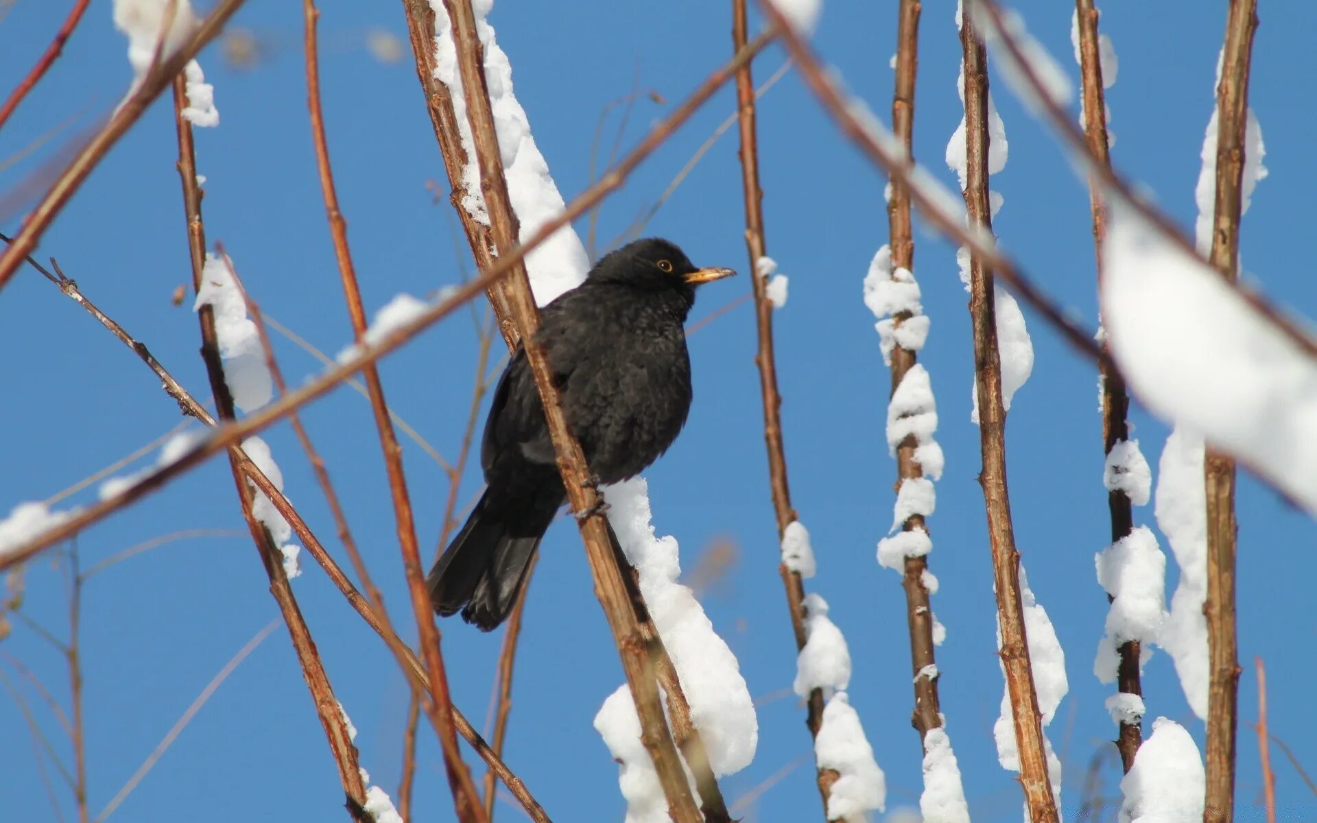 Черная зимующая птица. Птица на ветке зима. Черная Малиновка. Winter Bird.