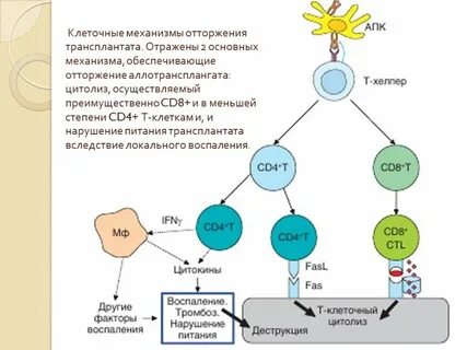 Иммунное отторжение