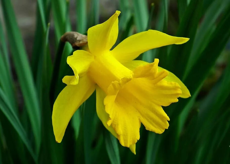 Цветочный символ уэльса. Нарцисс уэльс. уэльс – нарцисс (daffodil). уэльс нарцисс и лук порей. нарцисс символ уэльса.