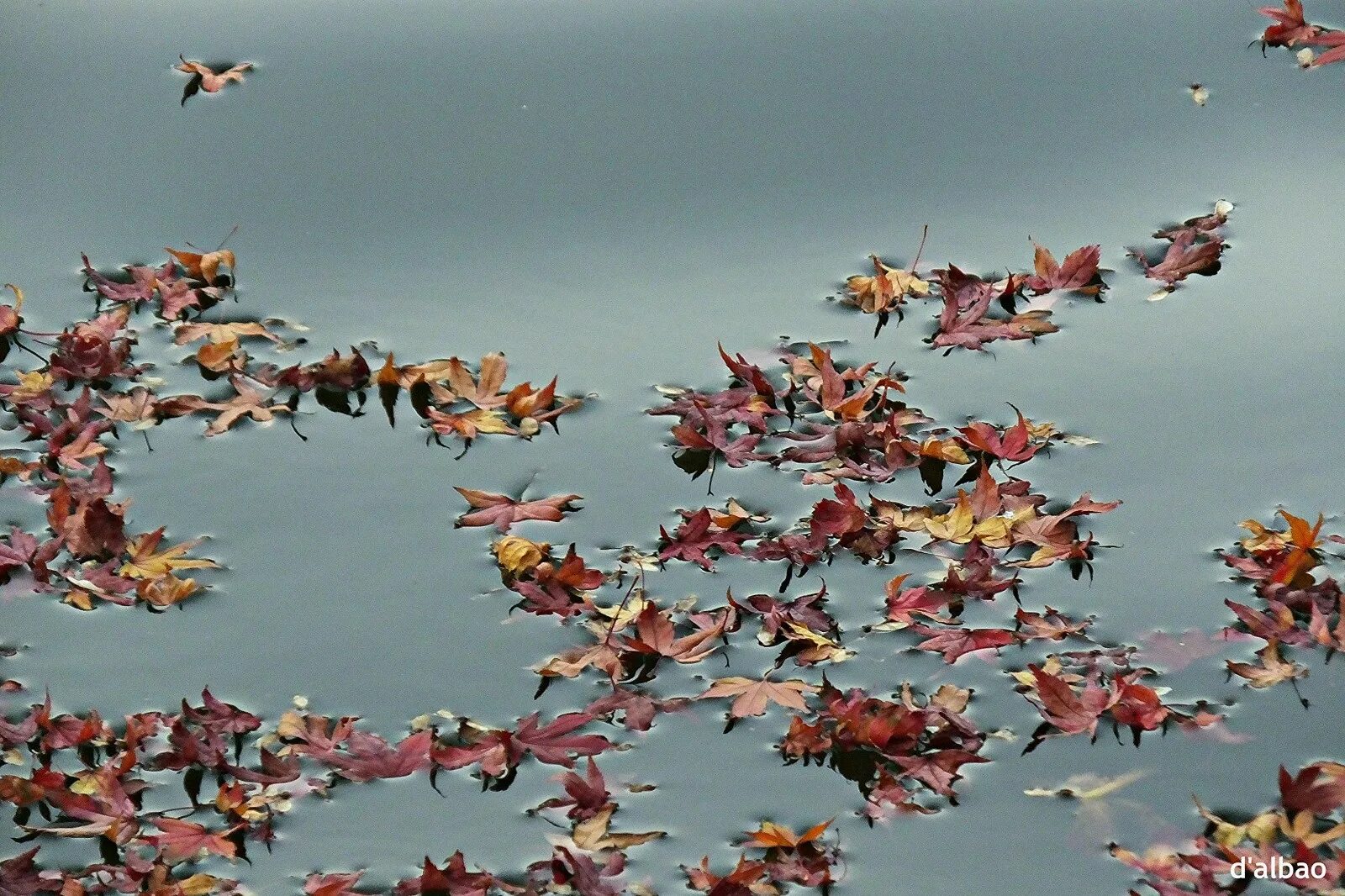 Небо из листьев. Рыжий лист на воде. японский листья на воде. вода листья полет. кружения листьев на воде гиф.