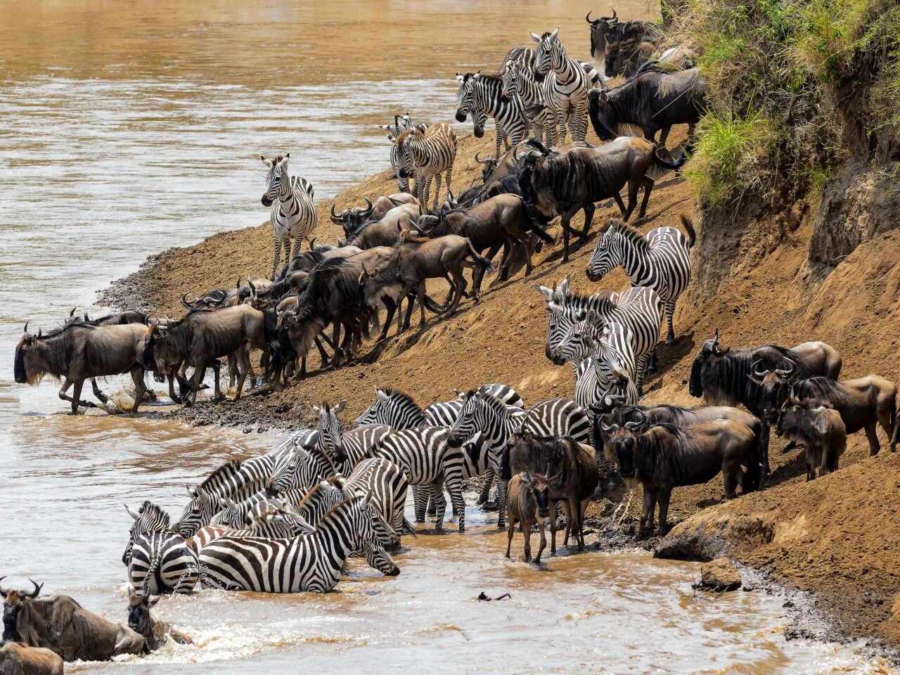 Великая миграция Серенгети. Национальный парк Серенгети миграция животных. Национальный парк Серенгети миграция гну. See africa