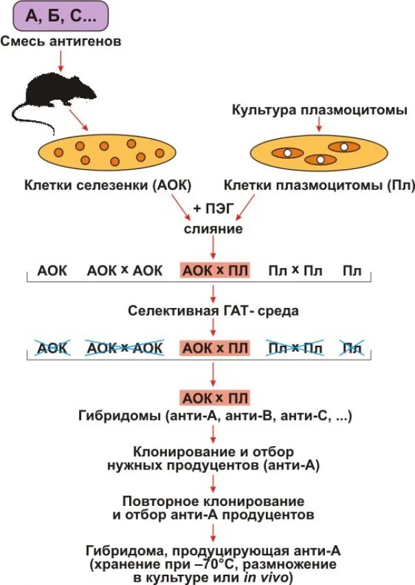 Для получения гибридом используют. Схема получения гибридом г и абелев 1998. моноклональные антитела схема получения. этапы получения гибридом. этапы получения гибридом. схема..