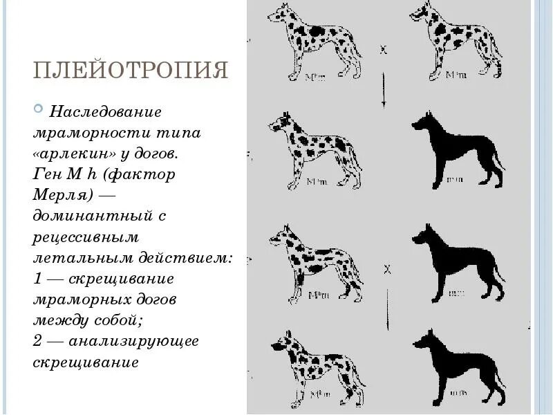 У собак жесткая шерсть доминантна мягкая рецессивна. Скрещивание пород собак схема. Плейотропия генетическая схема. Селекция собак. Наследственность у собак.