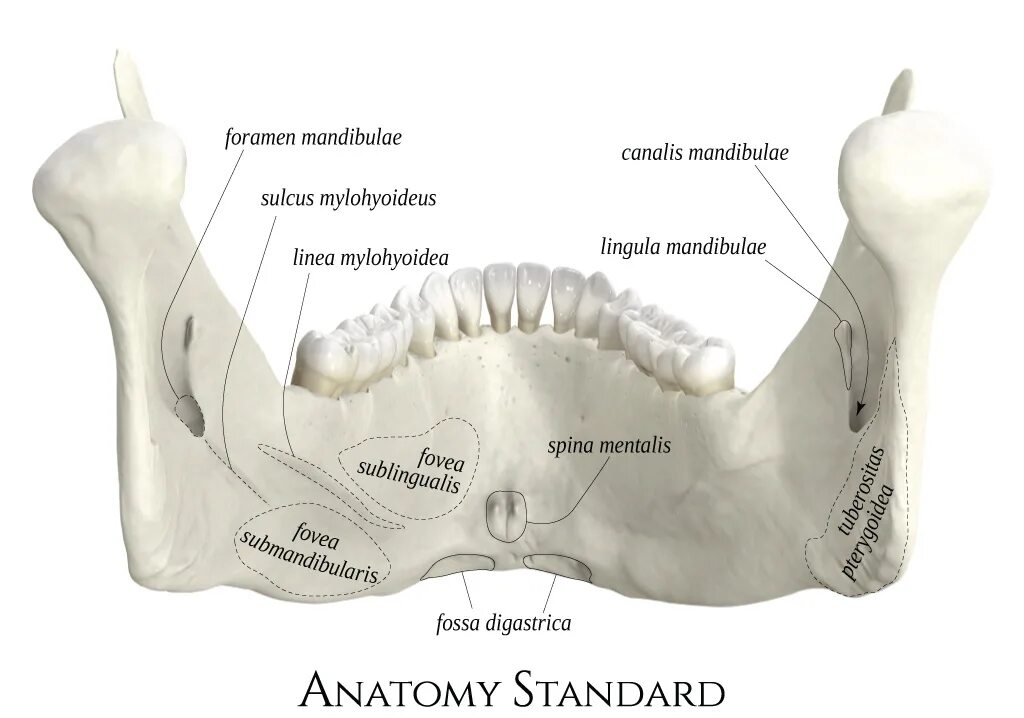 Нижняя челюсть кость анатомия. Форамен Мандибула. Двубрюшная ямка нижней челюсти анатомия. Linea mylohyoidea нижней челюсти. Челюсть на английском