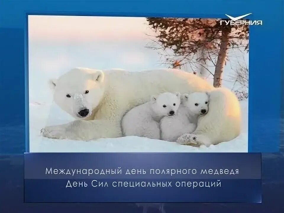День полярного медведя видео. Международный день полярного медведя 27. 27 февраля международный день полярного медведя. День полярного медведя видео. 27 февраля международный день полярного медведя.