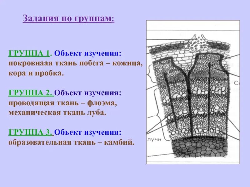 Покровная ткань часть впр. Ткани побега.