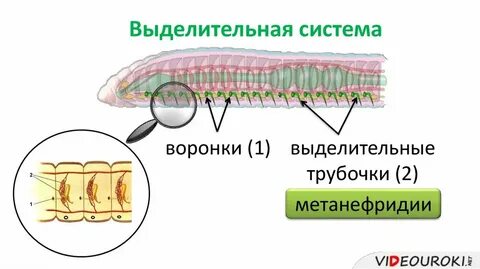 Выделительные трубочки