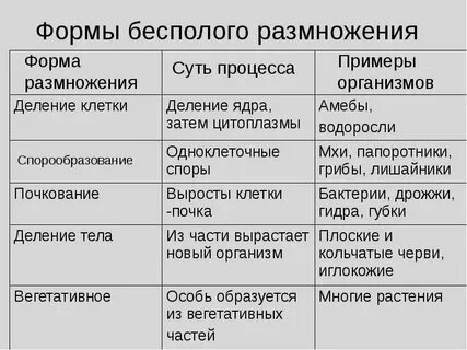 Виды бесполого размножения и их характеристика
