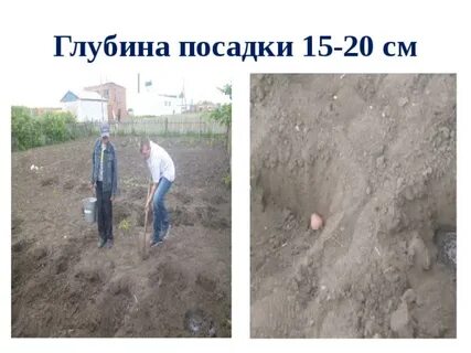 Глубина и расстояние посадки картофеля