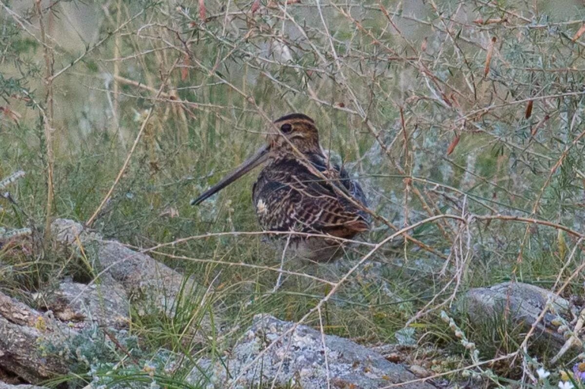 Птица бекас фото где обитает Species profile—Gallinago hardwickii (Latham's snipe) Environment, land and wate