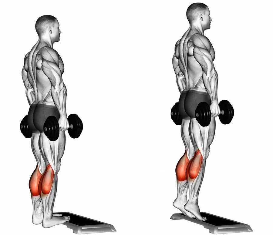 Динамическая нагрузка мышц. Упражнение подъем на носки стоя техника. Упражнение для икроножных мышц с гантелями стоя. Упражнение для икроножных мышц подъем на носки. Подъем на икры стоя с гантелями.