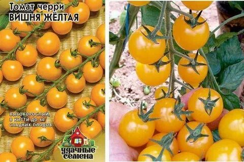 Сорт томата вишня желтая