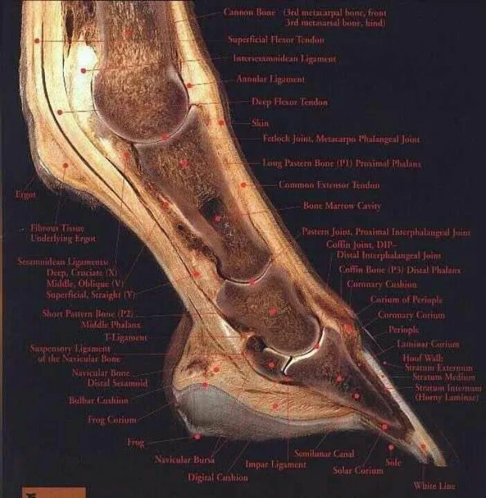 Deepest bone