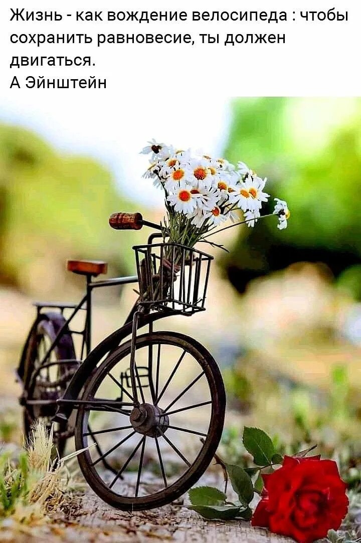 Доброго дня философское. Доброго летнего дня философские. Удачного дня и отличного настроения велосипед с цветами. Летнее настроение цитаты. Доброе утро велосипед с цветами.
