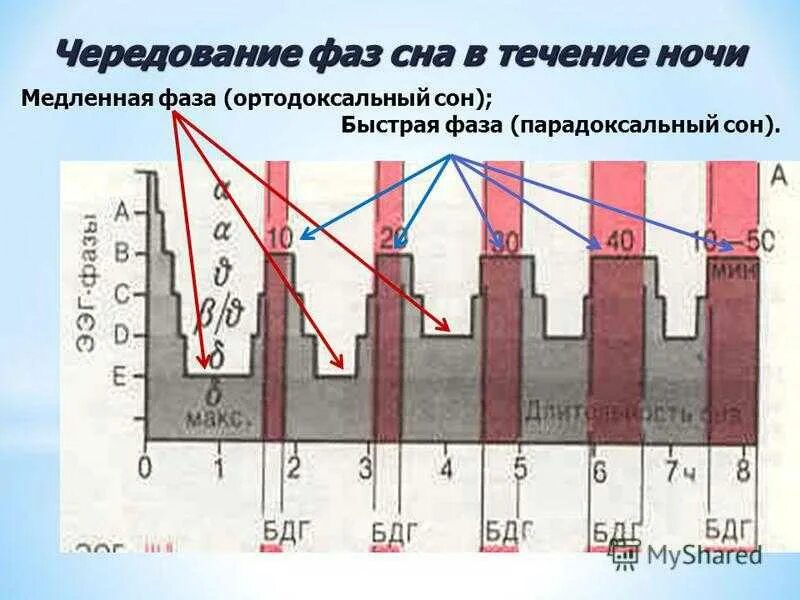 Сон человека медленный и быстрый. Фазы сна. Чередование фаз сна. Фазы быстрого и медленного сна. Фазы и стадии сна.