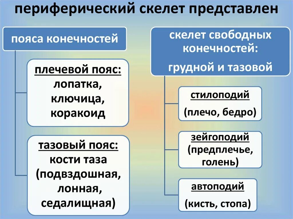 Деление скелета на отделы. Периферический отдел скелета животных. Осевой и периферический скелет. Строение периферического скелета. Периферический скелет представлен.