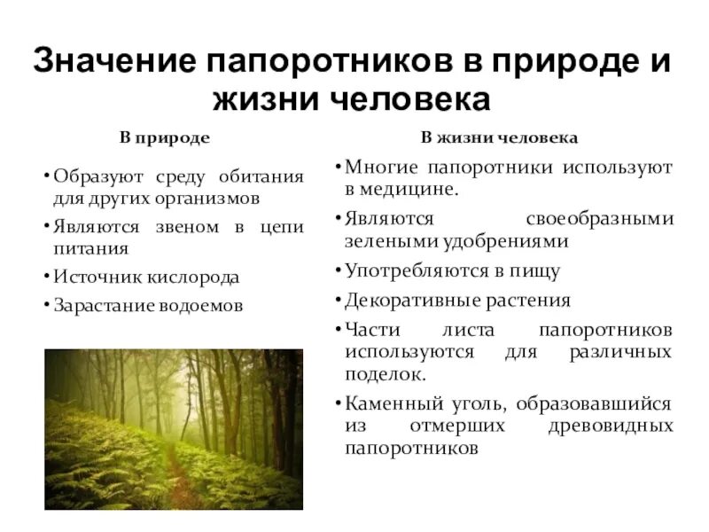 Значение папоротников в жизни природы. Значение папоротников в природе и жизни человека. Значение папоротников в жизни человека. Папоротники в природе и в жизни человека. Значение папоротникообразных в природе и жизни человека.