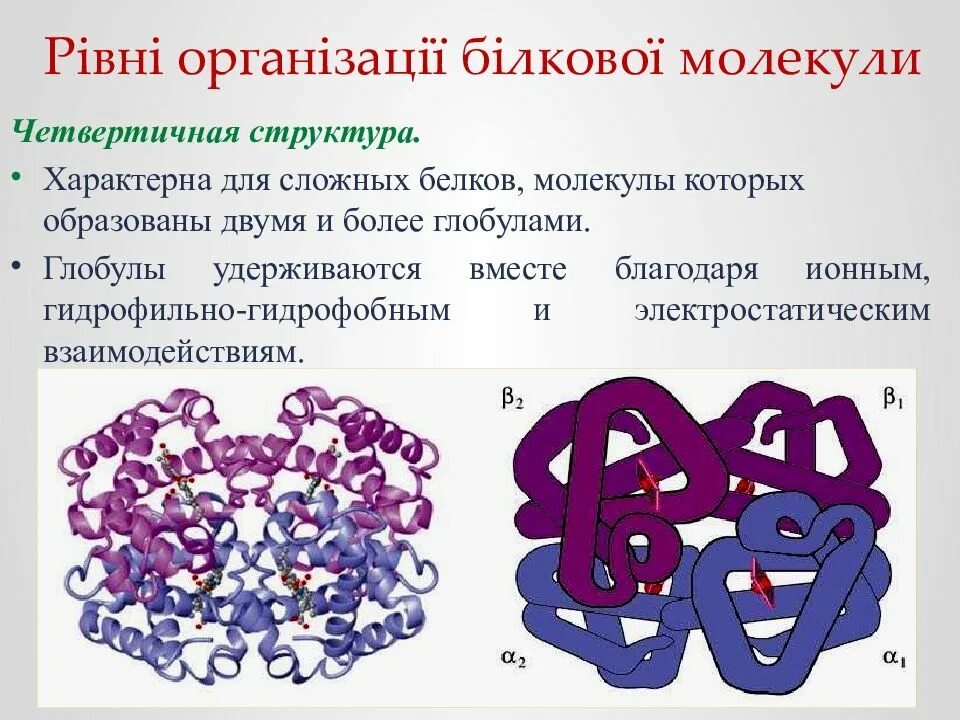 Свойства белковых молекул. Глобула это структура белка. Строение глобулы белка. Белки химия четвертичная структура. Связи в четвертичной структуре структуре белка.