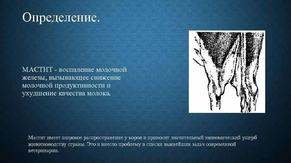 Распространение маститов. Воспаление молочной железы у коров. Снижение молочной продуктивности.