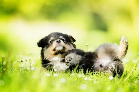 Animal plus