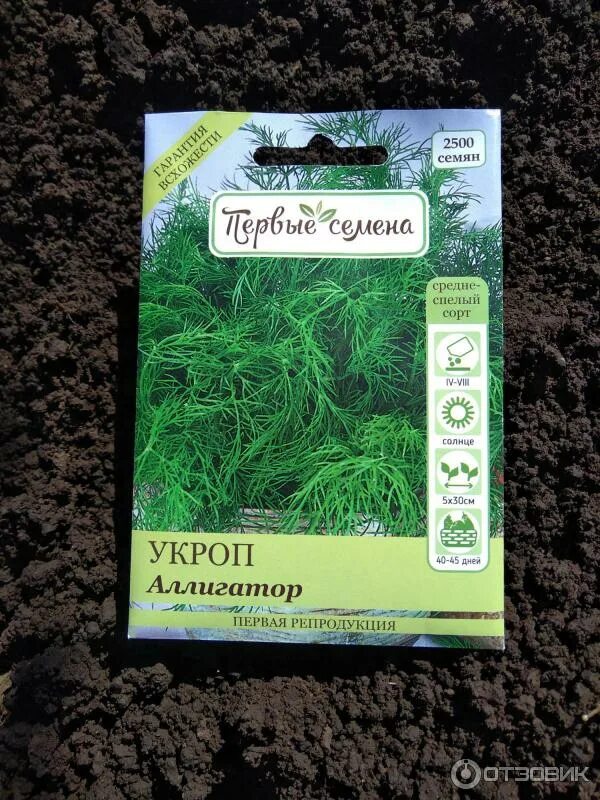 Укроп сорт аллигатор. Укроп аллигатор характеристика. Укроп сорт аллигатор. Аллигатор укроп описание. Укроп аллигатор фото описание.