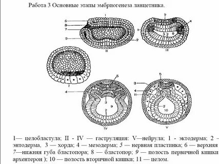 Стадии зародыша ланцетника