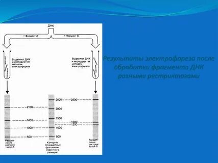 Этапы проведения гель электрофореза днк