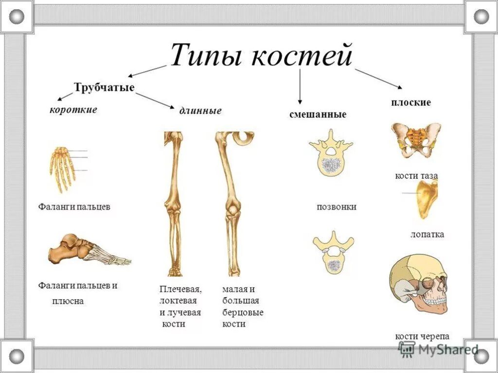 Губчатые кости образуют. Трубчатые губчатые плоские кости. Кости трубчатые губчатые плоские смешанные. Строение человека кости скелета. Трубчатые губчатые плоские кости таблица.