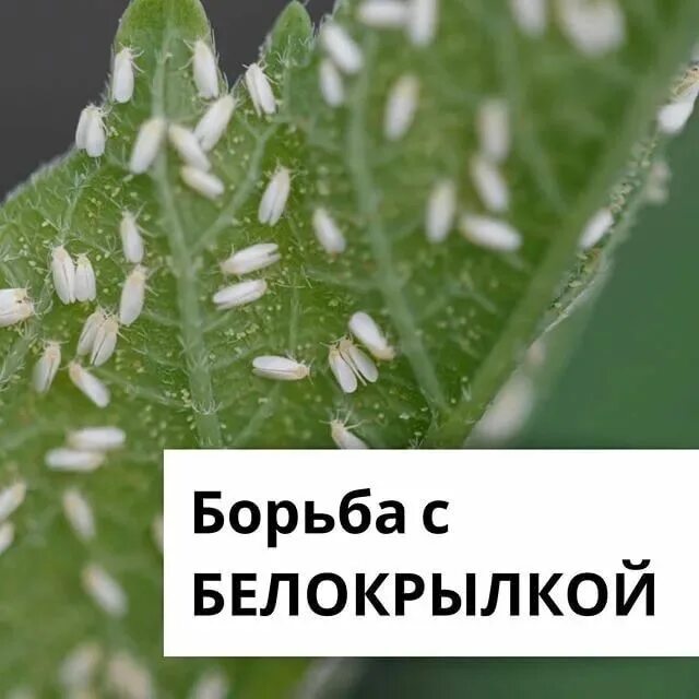 Как выглядит растение зараженные белокрылкой Белокрылка в огороде.