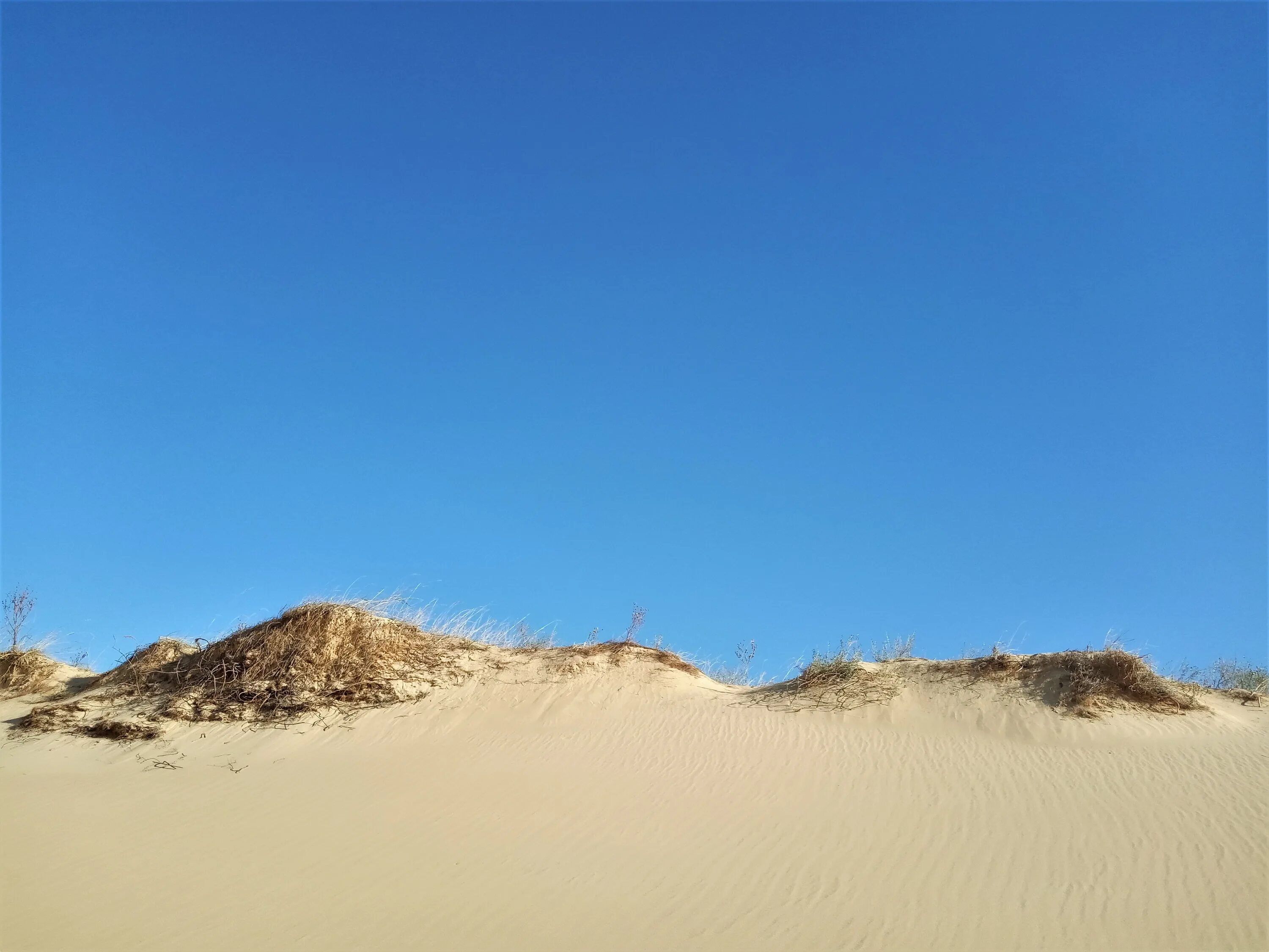 Large desert перевод. Заалтайская гоби. Пустыни калахари в африке. Святой биом пустыня. Равнина гоби.