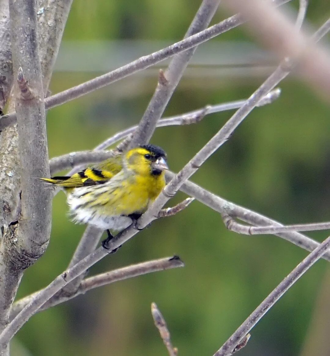 Как выглядит птица чижик. Чиж птица. Как выглядит птица чижик. Как выглядит птица чижик. Как выглядит птица чижик.
