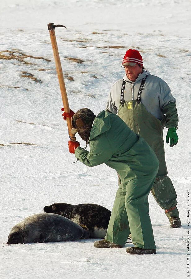 Когда шли охотиться на тюленей говорили. Белёк детеныш тюленя истребление. Арктика промысел тюленей. Когда шли охотиться на тюленей говорили. Когда шли охотиться на тюленей говорили.