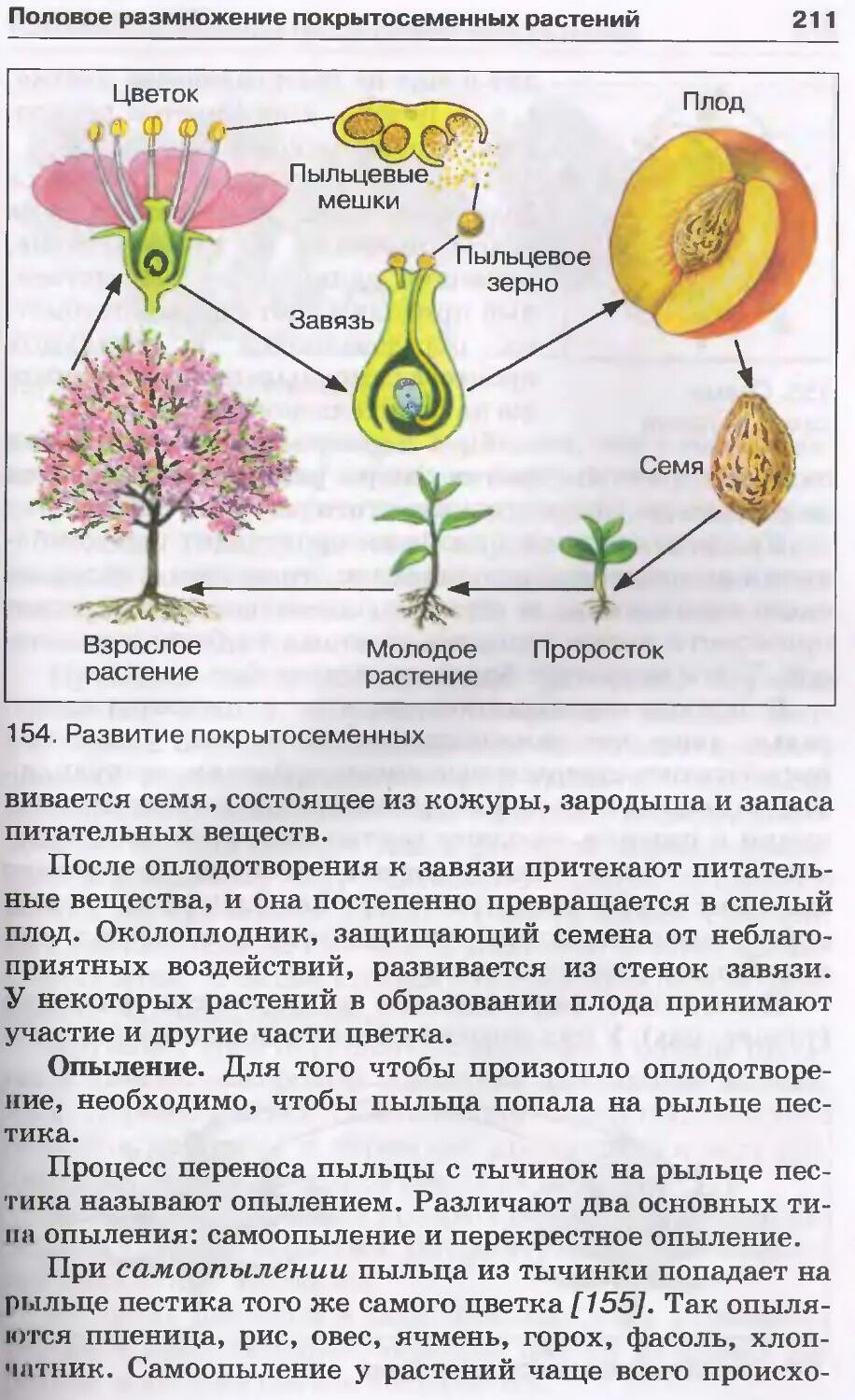 Учебник биологии 6 класс пасечник дрофа. Учебник по биологии размножение. Учебник по биологии 8 класс тема размножение. Размножение по биологии 6 класс Пасечник. Подсолнечник из учебника биологии.