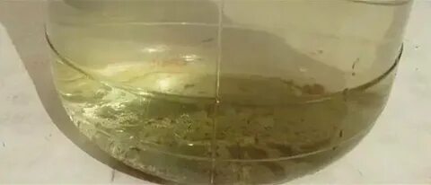 Осадок в виде белых хлопьев