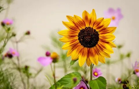 Sunflower 4