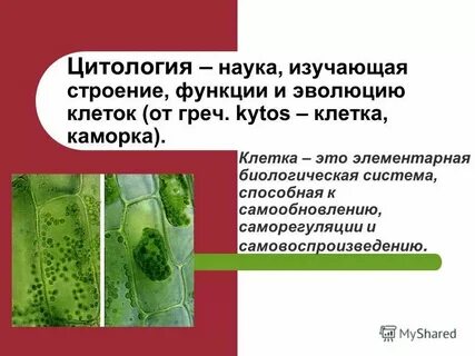 Элементарная биологическая система способная