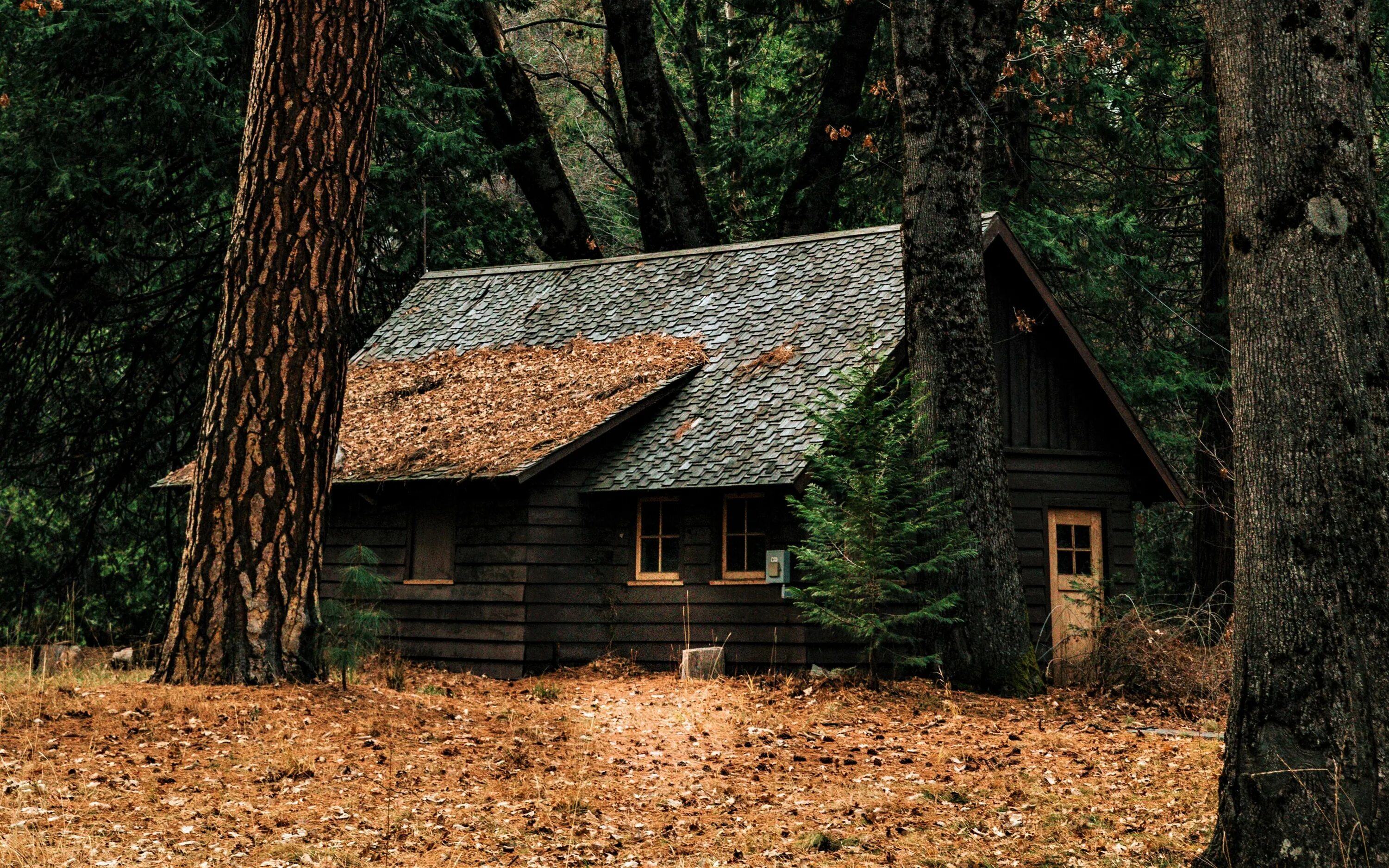 Лесной дом 3 класс. Хижины в США. Монастырь скит глушь. In the Cabin Woods Хижина в лесу Cabin. Скельна Хижина Чехия.