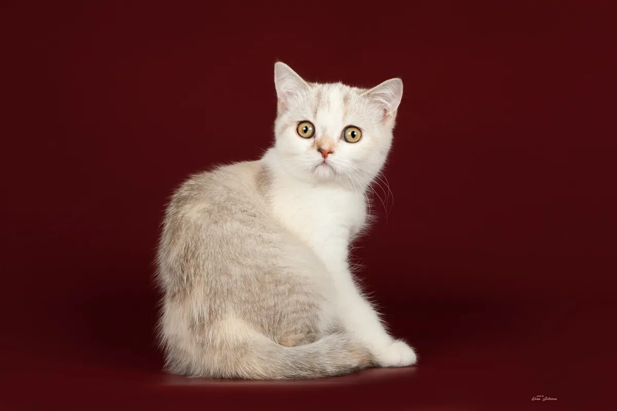 Шотландский скоттиш страйт. Скоттиш-страйтами (шотландская короткошерстная). Шотландская кошка прямоухая трехцветная. Шотландский скоттиш страйт. Шотландская прямоухая девочка.