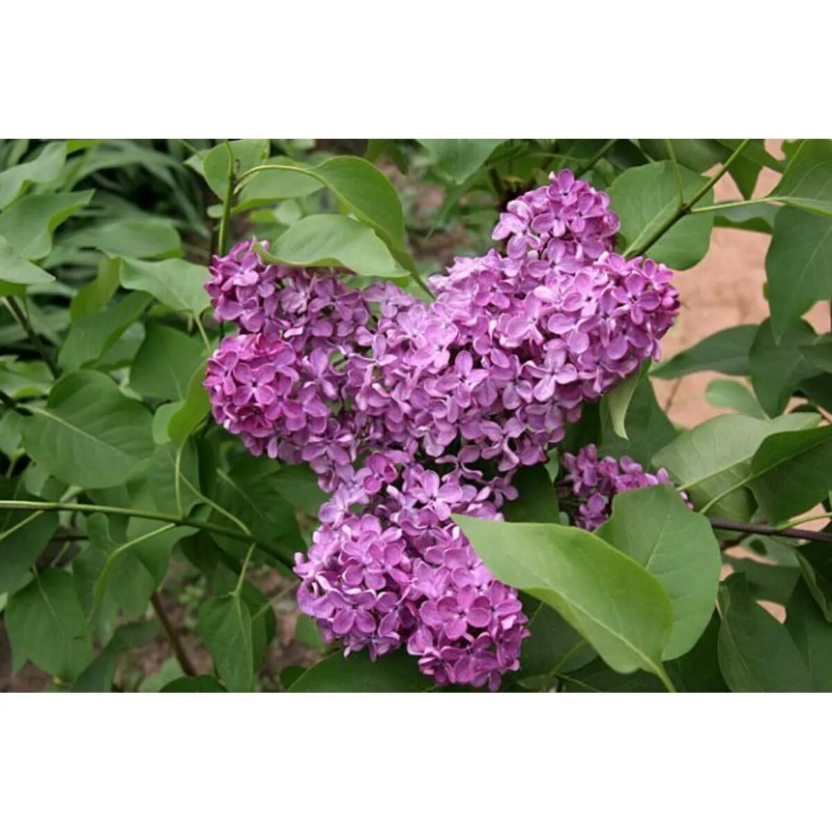 Сирень мулатка фото. Сорт сирени минчанка. Syringa vulgaris `Фрэнк Патерсон`. Сирень обыкновенная минчанка. Сирень обыкновенная “Френк Патерсон”.