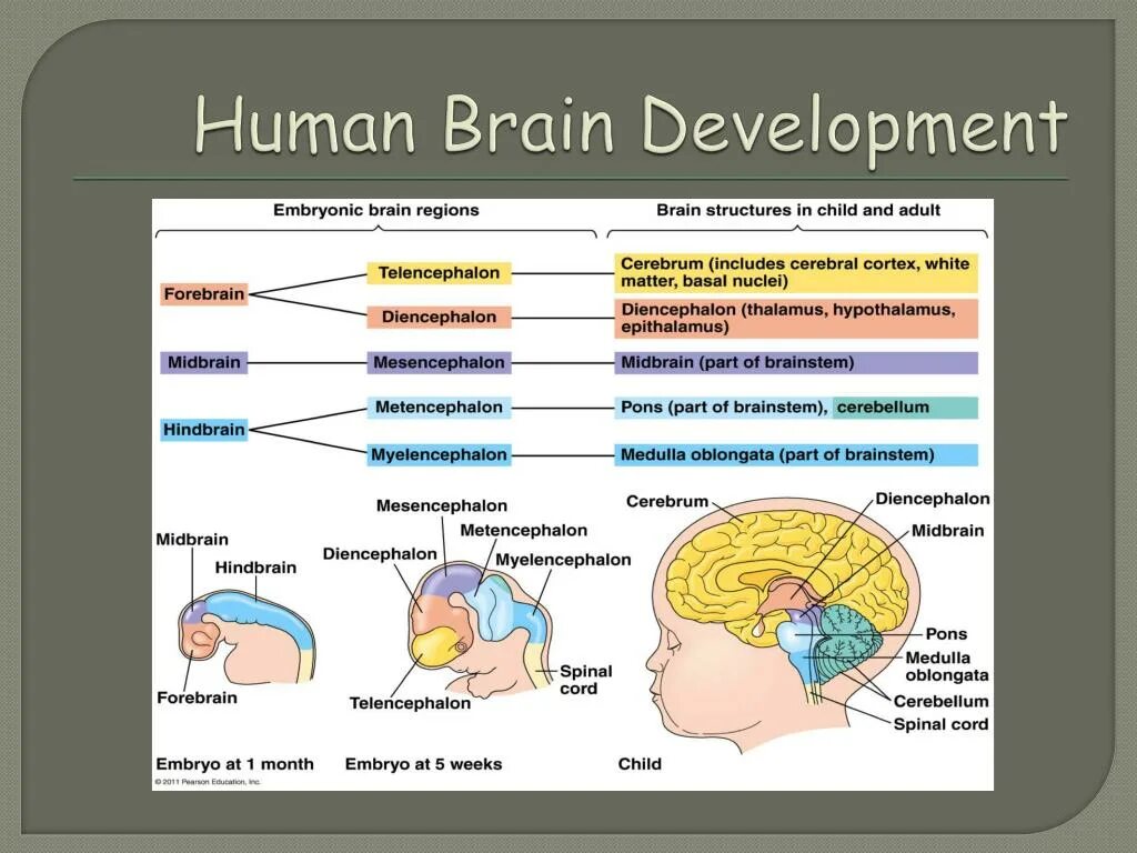 Brain development. Хуман брейн. human development brain atlas. human brain project какие результаты.