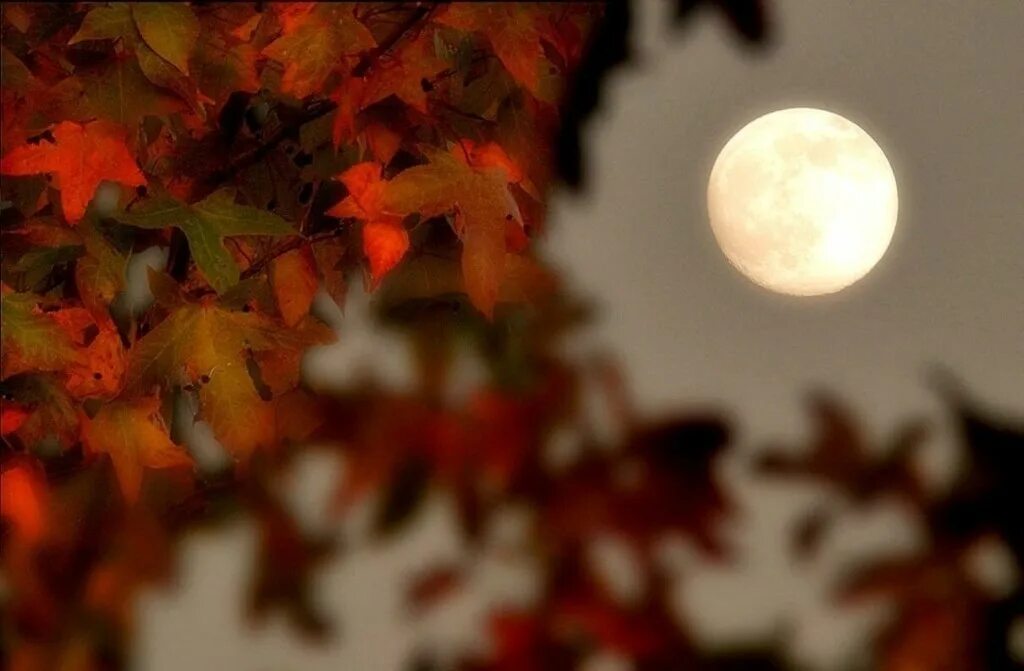 Ночью по листьям стучал беспрерывно. Осенняя Луна. Осенняя ночь. Луна осенью. Осенний вечер Луна.