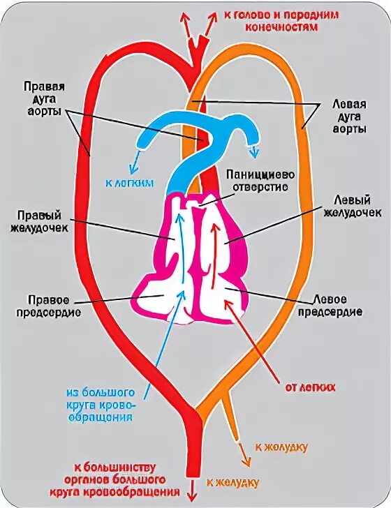 Кровеносная система крокодила схема. Сердце крокодила строение. Строение кровеносной системы крокодила. Схема строения сердца крокодила.