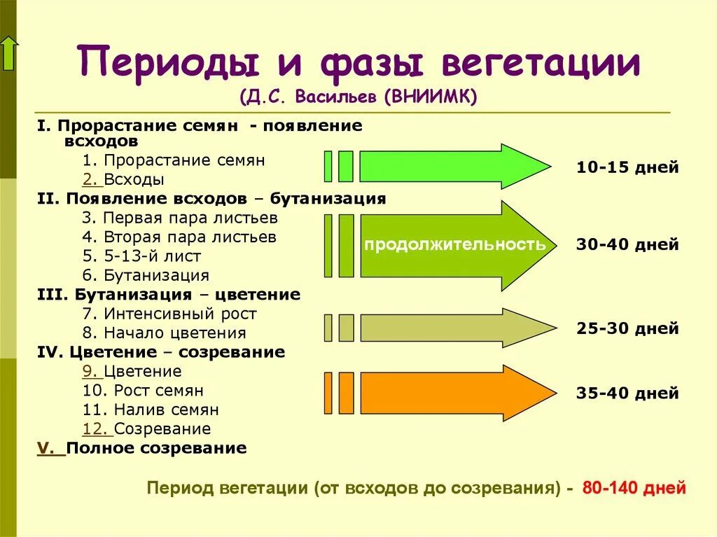 Вегетация растений что это простыми словами