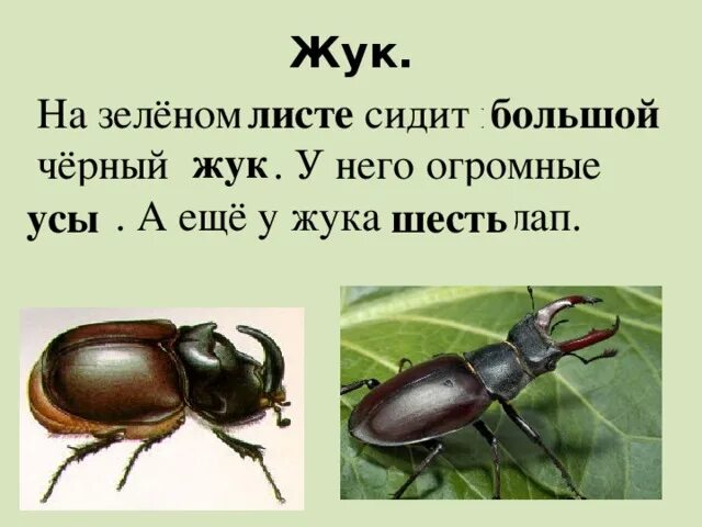 Сколько лапок у 6 жуков. Жук сидит на листике. Большой жужжащий Жук. Жук на Жуке сидит. Жук на большом листе.