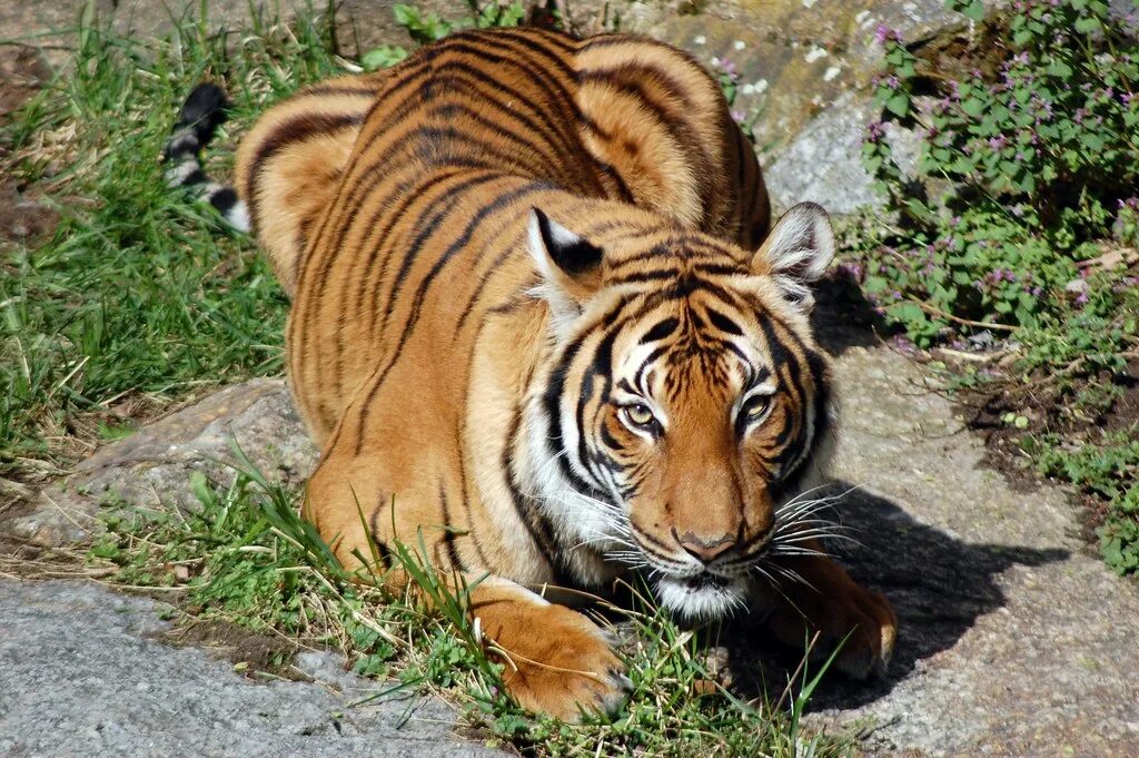 Наблюдая тигра. Малайский тигр (Panthera Tigris Jacksoni). Индокитайский тигр. Малазийский тигр. 4. Амурский тигр (Panthera Tigris).