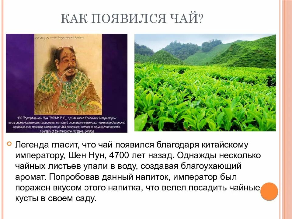 Где создали чай. История чая. Где создали чай. Доклад на тему чай. История возникновения чая.