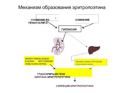 В желтом теле образуется гормон тест ответ