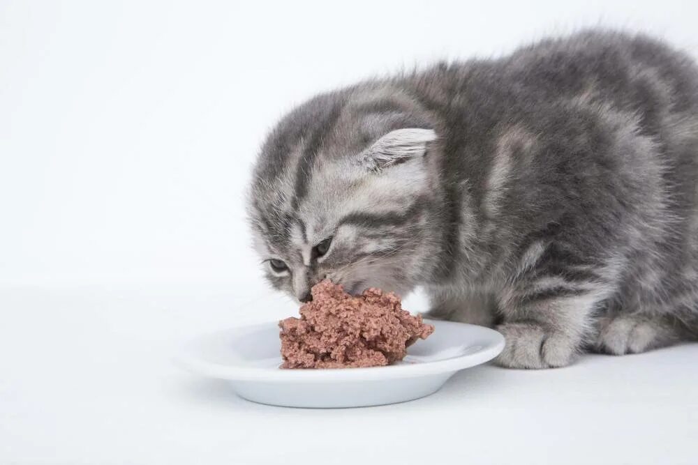 Еда для котят. Котенок ест. Корм для котят. Шотландский котенок кушает. Как кормить котенка кормом